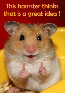 Picture OF A HAMSTER WITH THUMBS UP